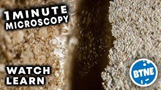 Thistle MultiFinish Plaster 60 Seconds Under The Microscope - Watch, Learn & Enjoy!