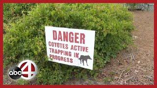 Sullivan's Island grapples with escalating coyote encounters, residents call for action