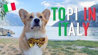 EUROPE ADVENTURE (2/3) - Topi the Corgi