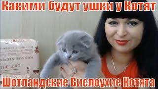 Шотландские Вислоухие Котята / Какими будут ушки !!!!