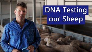 Optimising sheep genetics using DNA Testing