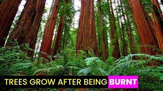 Secret of Nature's Resilience: Trees Bounce Back After Fire!  | Future Technology & Science News 378