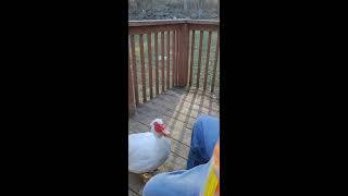 Gary the Duck catches cheeseballs! Muscovy learns trick!