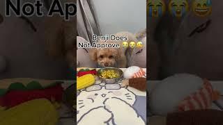 What Did Benji Eat Today?  #dogeating #puppy #dog #cute #cutedog #pets #cavoodle