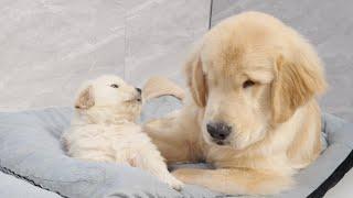 Golden Retriever Puppy Takes Over Brother's Bed and Refuses To Leave