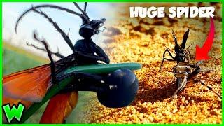 Giant Spiders FEAR This Wasp! The Tarantula Hawk