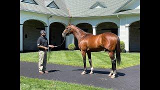 MyRacehorse "Breeding Shed"