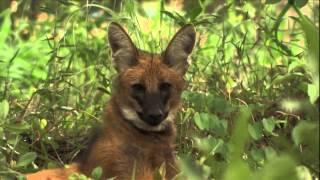 GLOBO RURAL - Perfil do lobo-guará desfaz imagem negativa do 'semeador do cerrado'