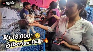 Cheap Price Dog In Kolkata | Gallif Street Pet Market Kolkata | Recent Dog Puppy Price Update | Dogs