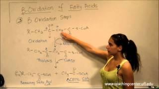 Beta Oxidation of Fatty Acids