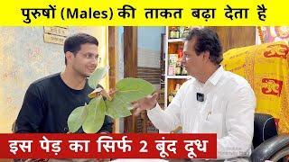 Banyan Tree Milk Health Benefits | Bargad Ke Doodh Ke Fayde - बरगद के दूध के फायदे | Bad Ka Doodh