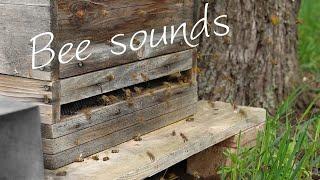 Relaxing Bee Sounds 1 Hour • Bees Buzzing Sound Effect • Beehive Entrance Video Honey Bee Activity