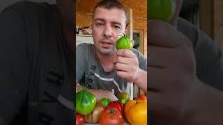 Зелёные помидоры! Вред для зоровья! Правда или миф?!