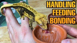 HOW TO TAME YOUR CRESTED GECKO | BEST TRAINING METHODS!