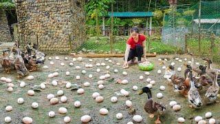 Harvesting A Lot Of Ducks Eggs Goes To Market Sell - Harvest Eggs Once Every 30 Days | Daily Farm