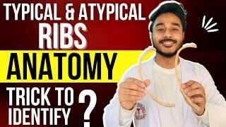ribs anatomy identification | typical ribs anatomy | atypical ribs anatomy | true and false ribs