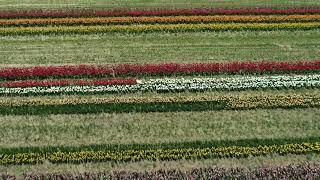 Long Island Tulip Season 2020 - Hamptons Drone Aerials by Joanna L Steidle