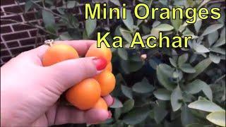 Narangi ka Achaar || Mini Orange Pickle | Bonsai Oranges Ka banaye Achar || Quick simple easy pickle