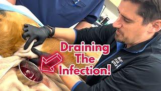 Vet drains dog abscess.  Dr. Dan shows how a vet fixes an abscess