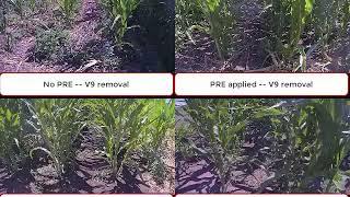 Critical Time of Weed Removal (CTWR) in Popcorn