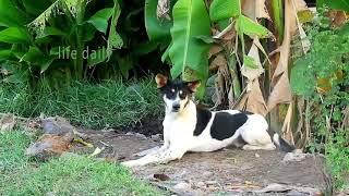 Awesome Rural Dogs !! Dog Meeting for the Summer Season in Village.