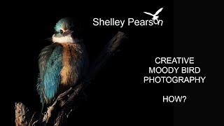 Dark Moody Bird Photography