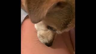 Cute Dog FOX KISSES MAMA’S BOOBOOS with #licks #cutedog #doglicks #dogloverforever