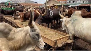 LATEST UPDATE ON PRICE OF VARIOUS LIVESTOCK IN BENIN CITY COW GOAT RAM AND SHEEP #amustwatch