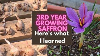 SAFFRON'S dirty little secret!