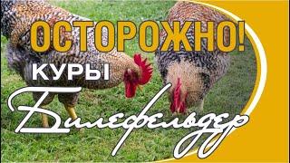 ОСТОРОЖНО! Куры БИЛЕФЕЛЬДЕР