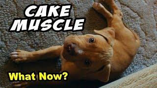 The FUTURE of CakeMuscle