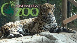 Chattanooga Zoo Tour & Review with The Legend