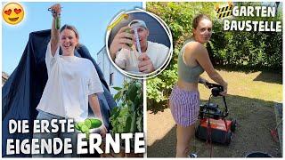 MONE ihre ERSTE ERNTE! BAUSTELLE im GARTEN geht weiter| kobexmone