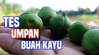 "MEMBUKTIKAN BUAH KAYU, KATANYA BISA BUAT UMPAN IKAN"