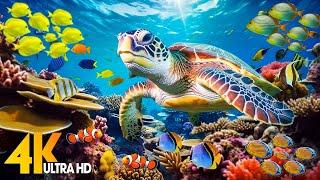 Under Red Sea 4K - Beautiful Coral Reef Fish in Aquarium, Sea Animals for Relaxation - 4K Video #116