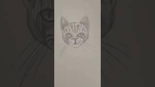 Draw a cat  Easy drawing lesson for new artists on how to draw a cat. #drawinglesson #drawcat #cat