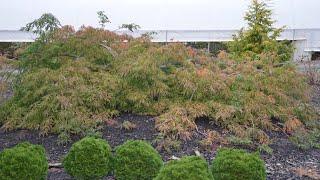 Buchholz Nursery! The Original Acer japonicum 'Ao jutan' Japanese Maple!