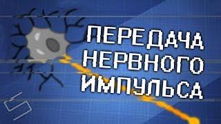 Как работает передача нервного импульса