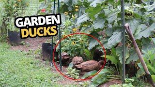 Ducks in the garden, why you need some garden ducks in your life!  Fun and good for pests.