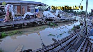 Inilah Kalimantan !! Mancing liaran seperti mancing dikolam