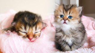 WATCH BABY KITTEN GROW: 0-4 WEEKS OLD Scottish Straight Longhair Black Golden Shaded Female Kitten