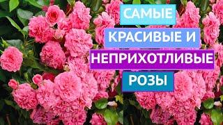 ПОЧВОПОКРОВНЫЕ РОЗЫ: ПРЕКРАСНЫЕ И НЕПРИХОТЛИВЫЕ!!!