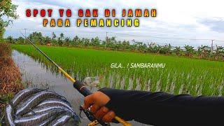 MANCING IKAN GABUS !! PARA PEMANCING GAK ADA YANG TAU DI SINI BANYAK IKAN @pea_popor