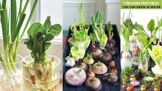11 Delicious Vegetables You Can Grow in Water