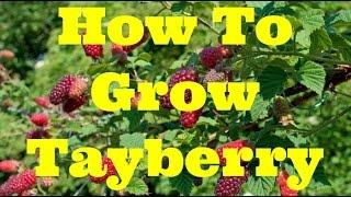 Complete Guide: Growing Tayberry | The Movie