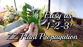 3 EASY Ways To Propagate Your ZZ Plant!