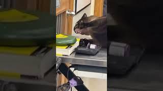 cat screaming at a vet clinic (original meme video) #cat #memes #originalmeme  #screaming