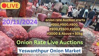 Bangalore,Onion,Market,Price | Yesvantpur Onion Market | 20/11/2024 Live Auction #onion #apmcmarkets