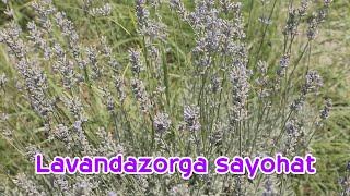 LAVANDA IFORI!