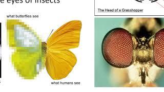 External Insect Morphology